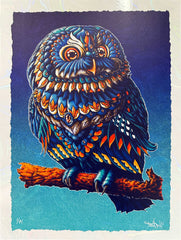 Saw-Whet Owl 12x16 Art Print (Edition of 71)
