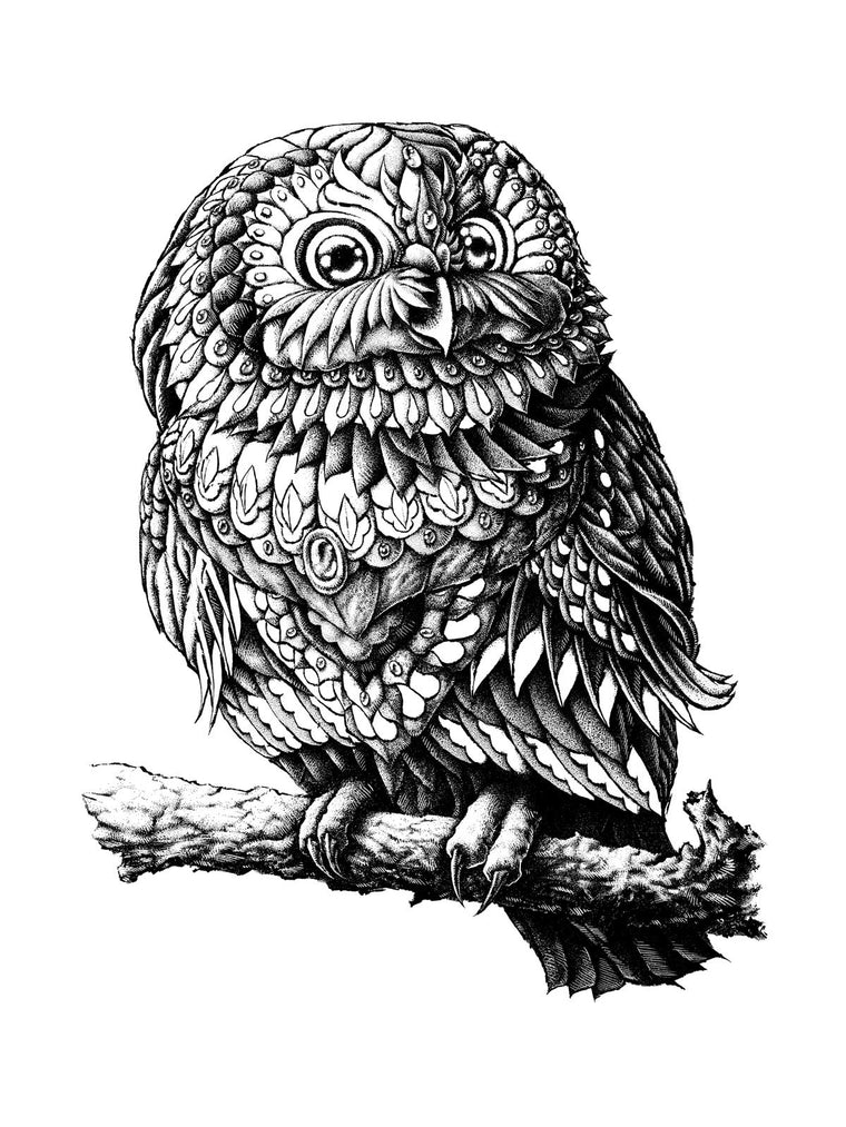 Saw-Whet Owl 12x16 Keyline Art Print (Edition of 11)